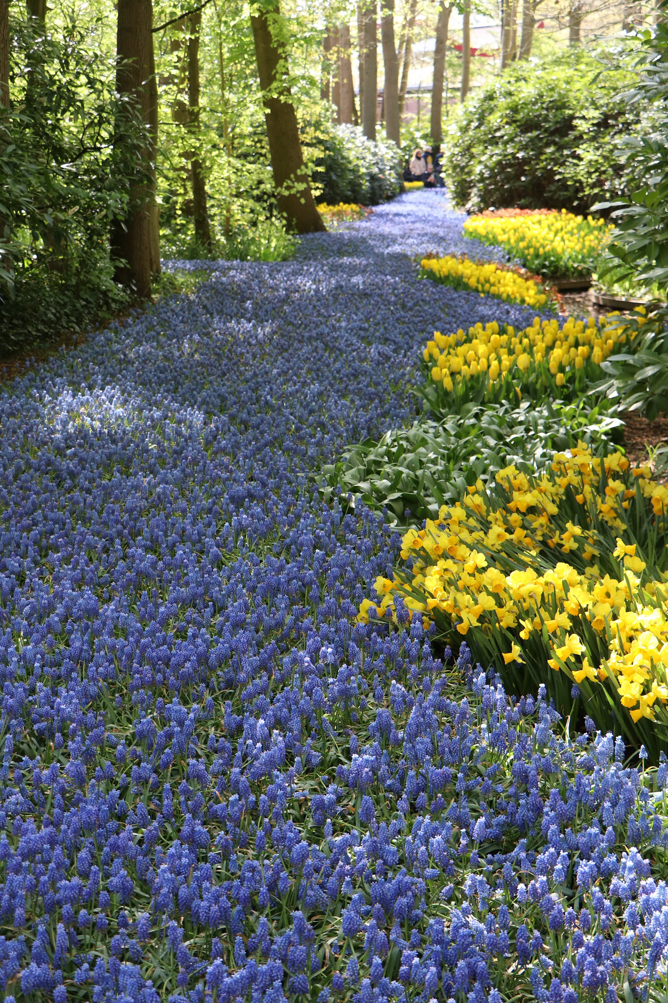 Bluebells among the tulips Keukenhof 21.4.26