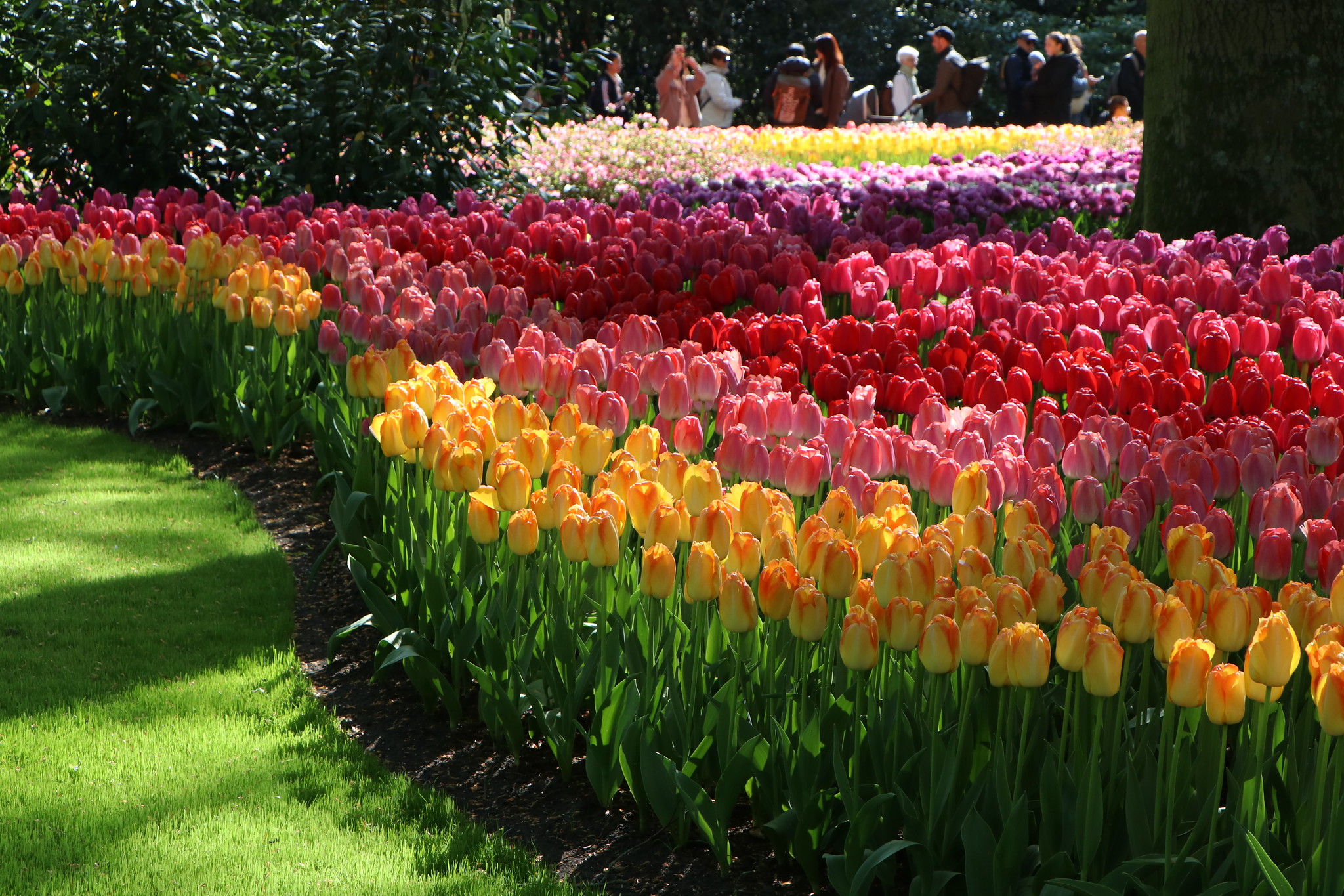 Flowers galore Keukenhof 21.4.26