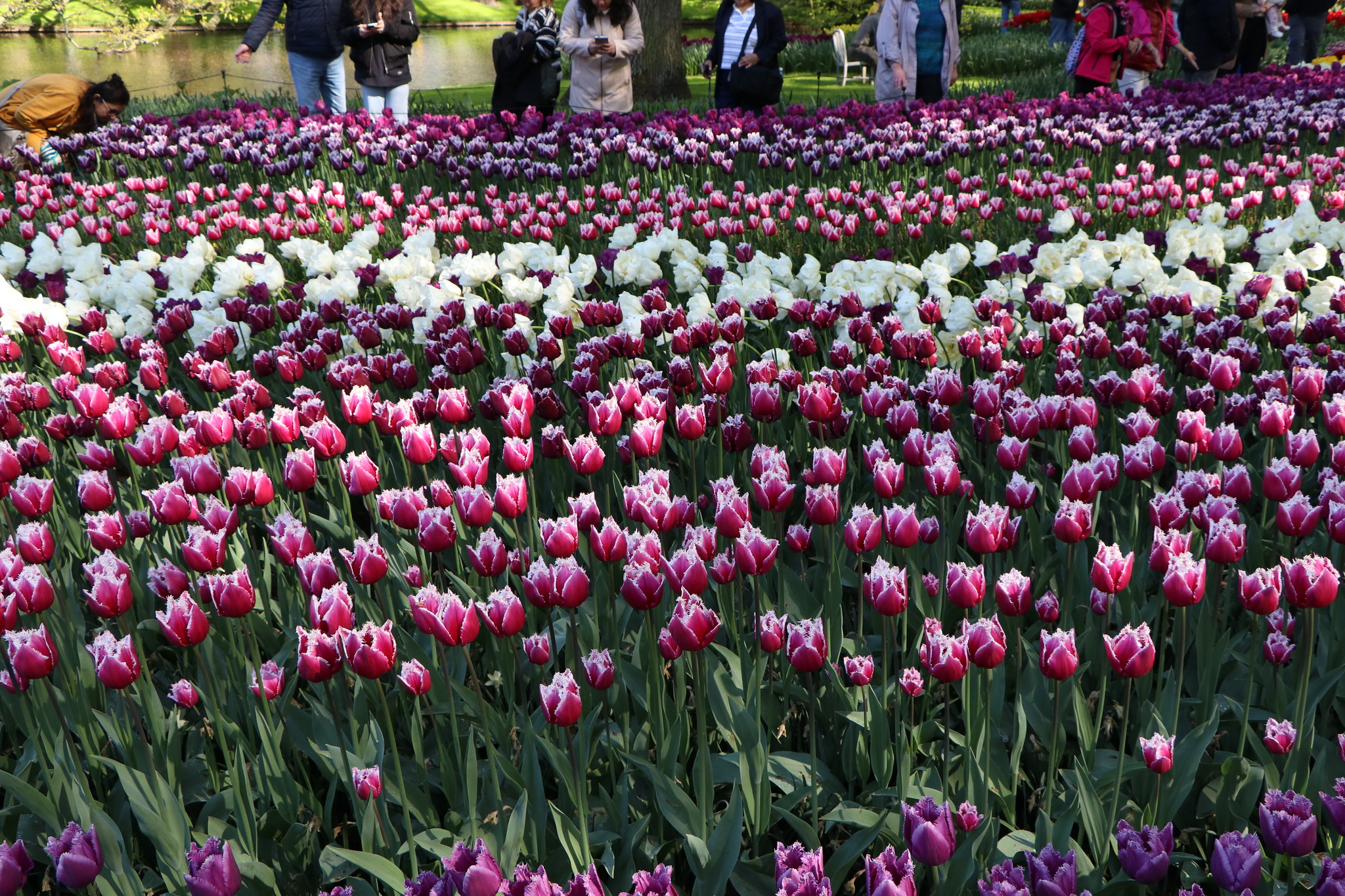 Tulips Keukenhof 21.4.26