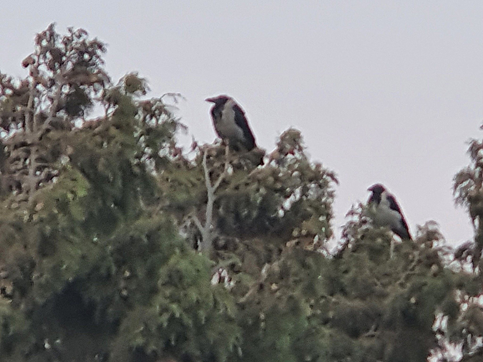 Magpies Rodos 27-9-21